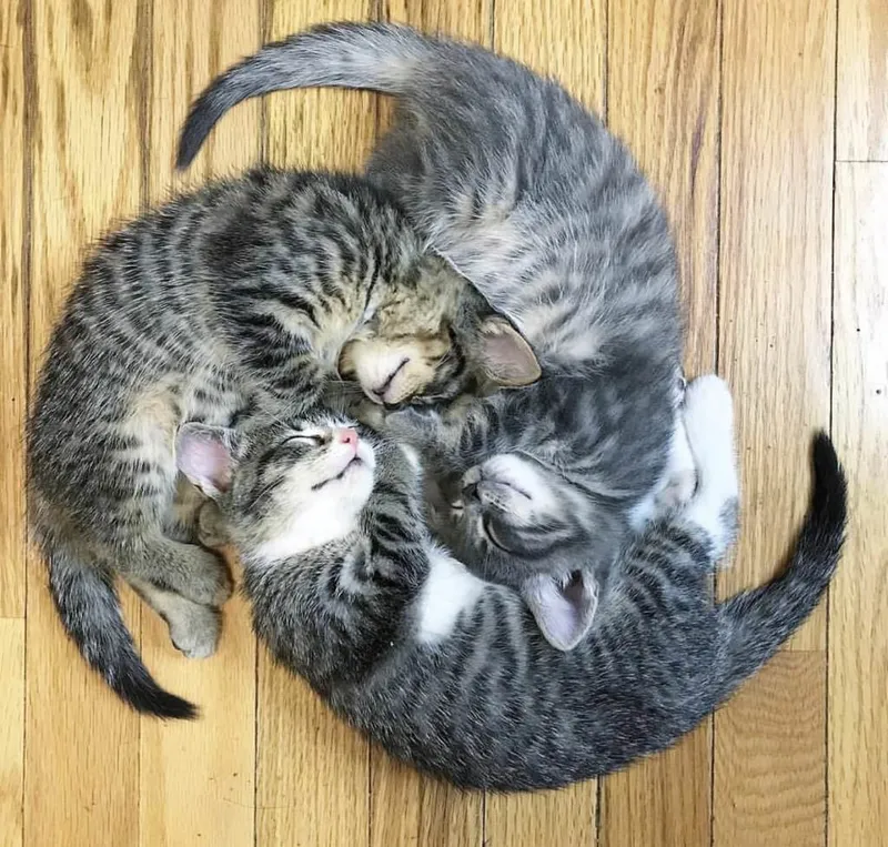 symmetric kittens